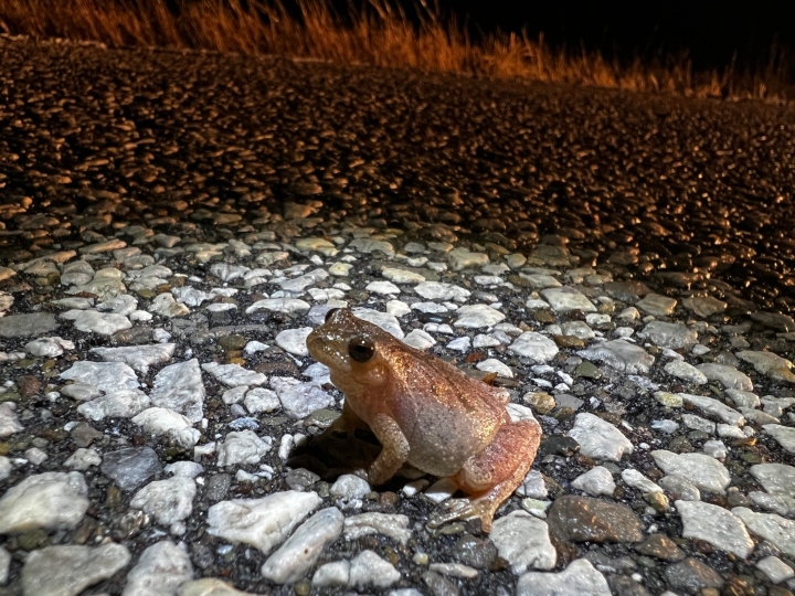 Spring Peeper